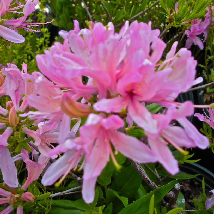 Azalea - Western Lights from Scotts Garden Centre