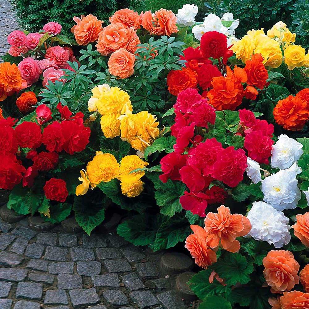 Begonia Tuberous - Non Stop from Scotts Garden Centre