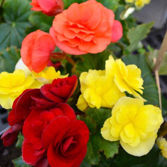 Begonia Hiemalis - Solenia Assorted Colours from Scotts Garden Centre