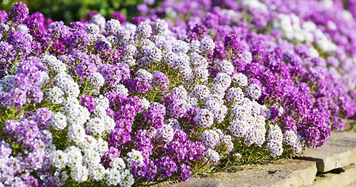 Lobularia Maritima - Alyssum from Scotts Garden Centre
