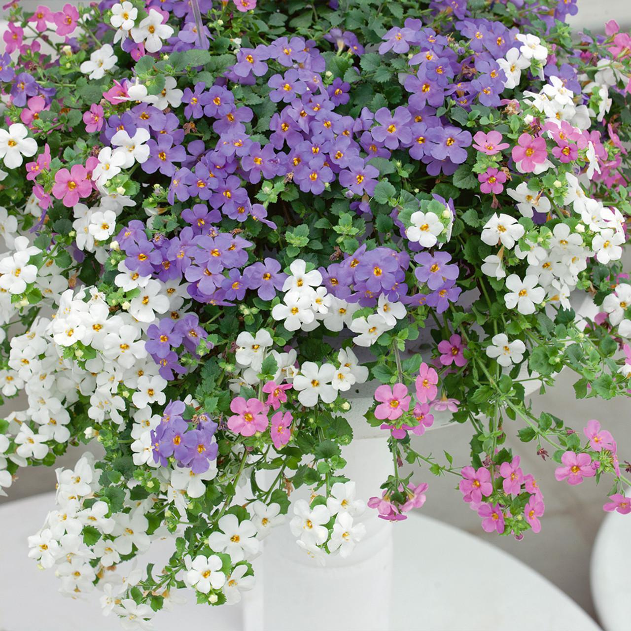 Bacopa Monnieri - Water Hyssop from Scotts Garden Centre