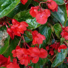 Begonia X Hybrida - Dragon Wing Assorted Colours from Scotts Garden Centre
