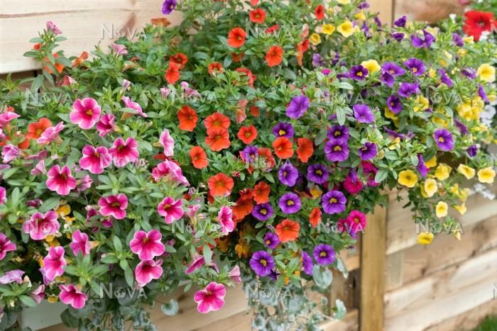 Calibrachoa Mini Famous - Million Bells Assorted Colours from Scotts Garden Centre
