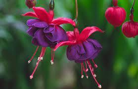 Fuchsia Magellanica - from Scotts Garden Centre