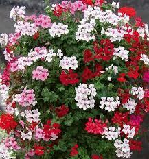 Pelargonium Peltatum - Geranium Ivy Assorted Colours from Scotts Garden Centre