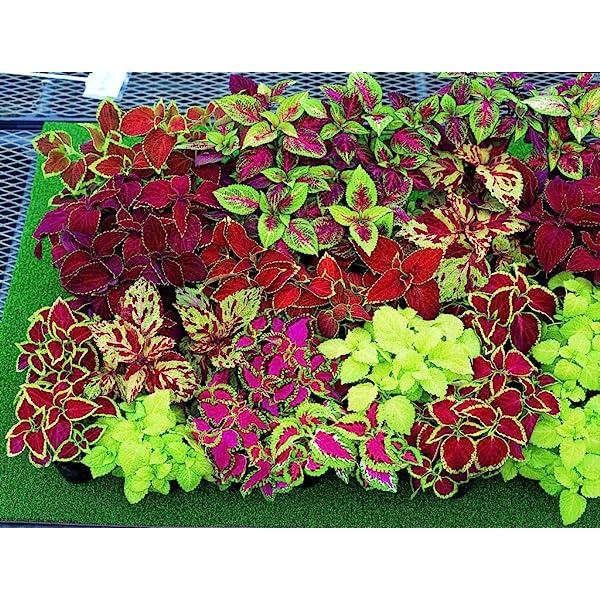 Coleus Scutellarioides - Assorted Colours from Scotts Garden Centre