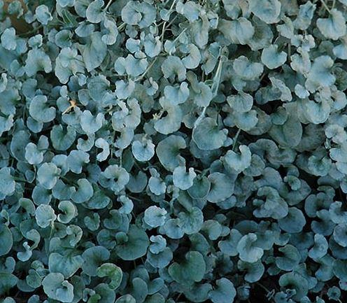 Dichondra Argentea 