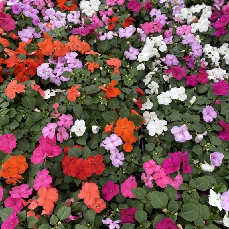 Impatiens - Shade Assorted Colours from Scotts Garden Centre