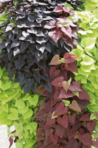 Ipomoea Batatas - Sweet Potato Vine from Scotts Garden Centre