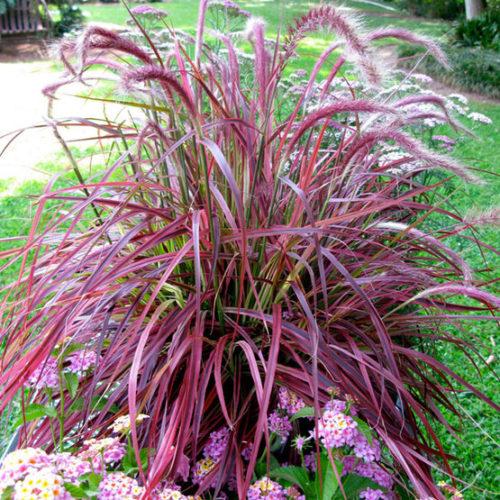 Pennisetum Setaceum 'Rubrum' - Purple Fountain Grass from Scotts Garden Centre
