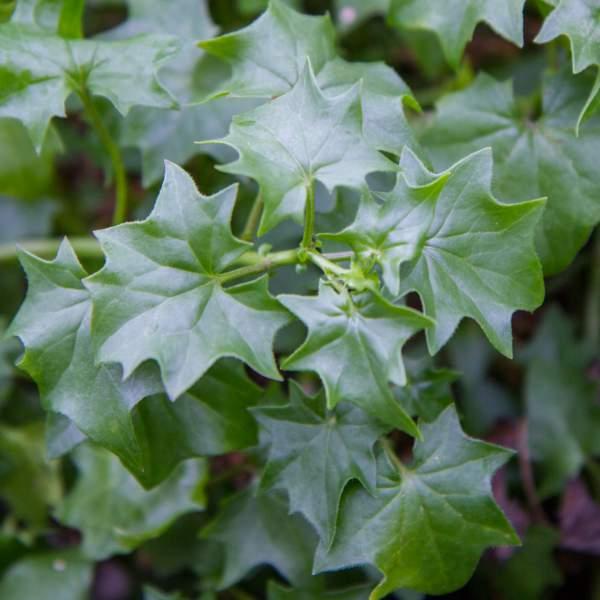 Delairea Odorata - German Ivy from Scotts Garden Centre