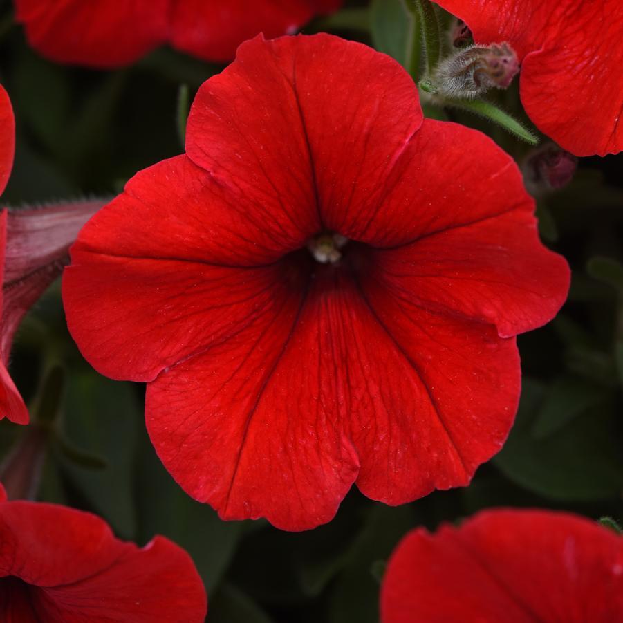 Petunia Trailing - Red Assorted from Scotts Garden Centre