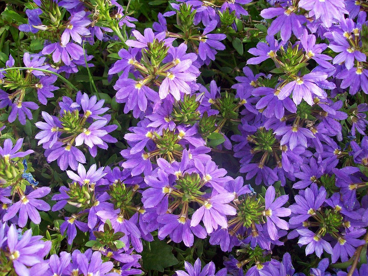Scaevola Aemula - Fairy Fan Flower from Scotts Garden Centre
