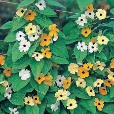 Thunbergia Alata - Black Eyed Susan from Scotts Garden Centre