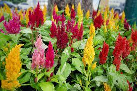 Celosia Argentea - Plumed Cockscomb from Scotts Garden Centre