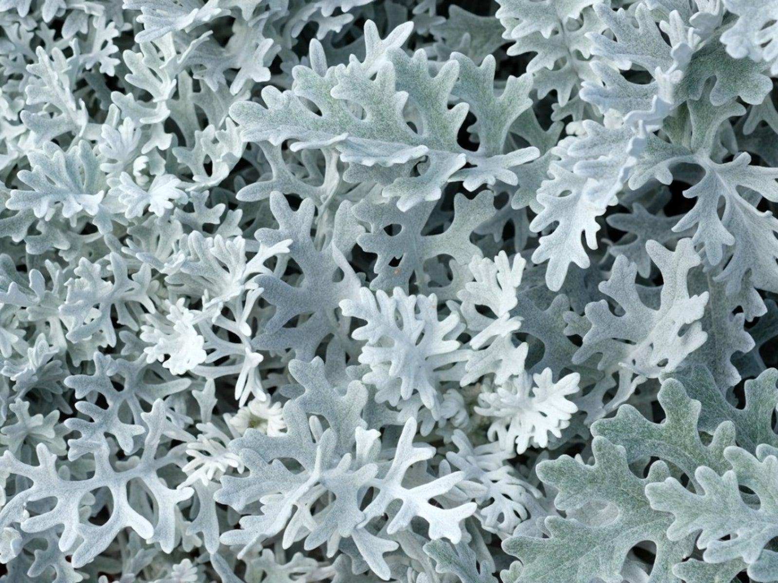 Centaurea Cineraria - Dusty Miller from Scotts Garden Centre