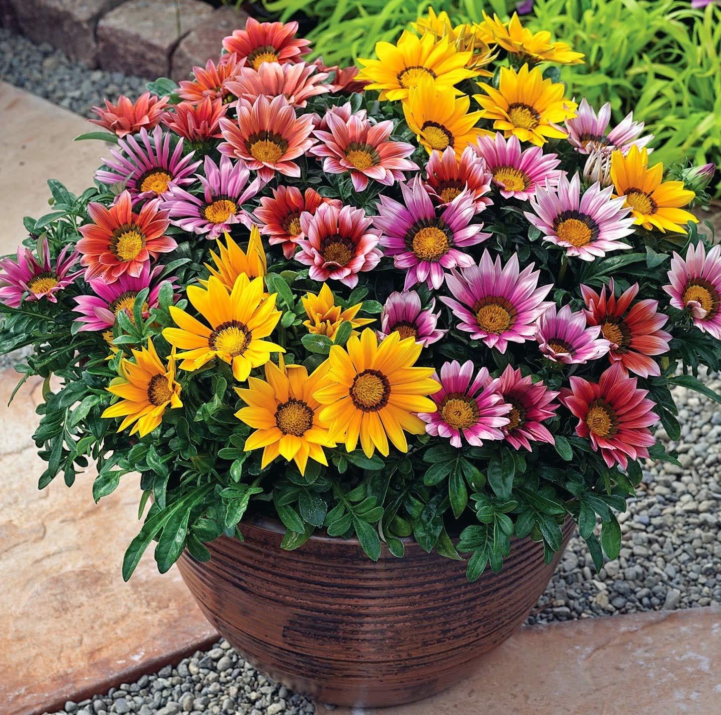 Gazania - Treasure Flower from Scotts Garden Centre