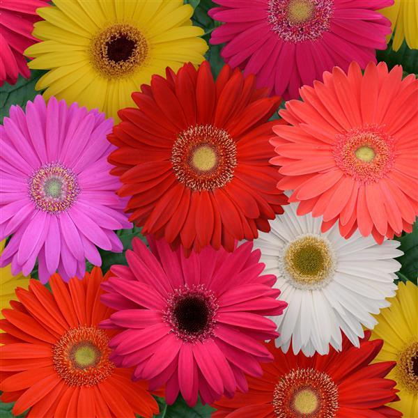 Gerbera Jamesonii 