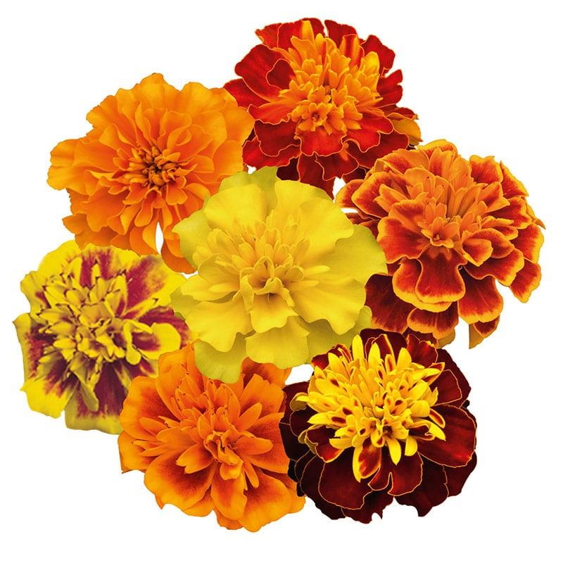 Tagetes Patula - French Marigold from Scotts Garden Centre
