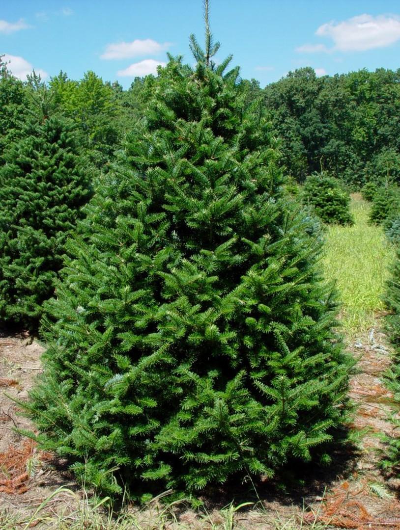 abies Balsamea 'Phanerolepi' - Canaan Fir from Scotts Garden Centre