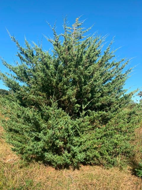 Juniperius Virginiana - Eastern Red Cedar from Scotts Garden Centre