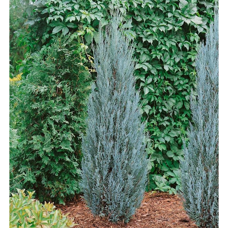 Juniperius Virginiana 'Blue Arrow' - Juniper from Scotts Garden Centre