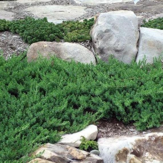 Juniperus Conferta 'Blue Pacific' - Spreading Shore Juniper from Scotts Garden Centre