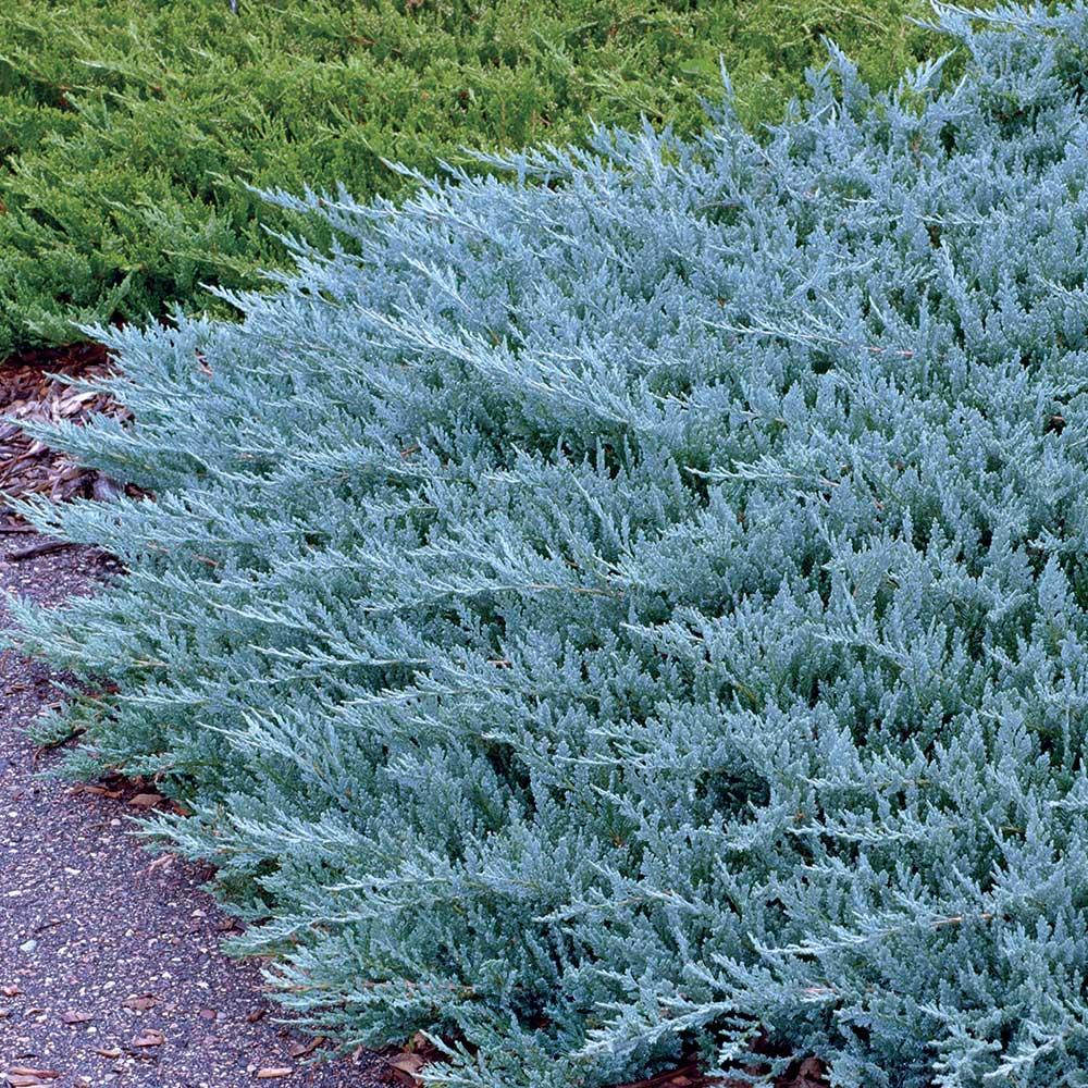Juniperus Horizontalis 'Blue Chip' - Spreading Juniper from Scotts Garden Centre