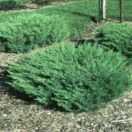 Juniperus Horizontalis 'Plumosa Compacta' - Compact Andorra Juniper from Scotts Garden Centre