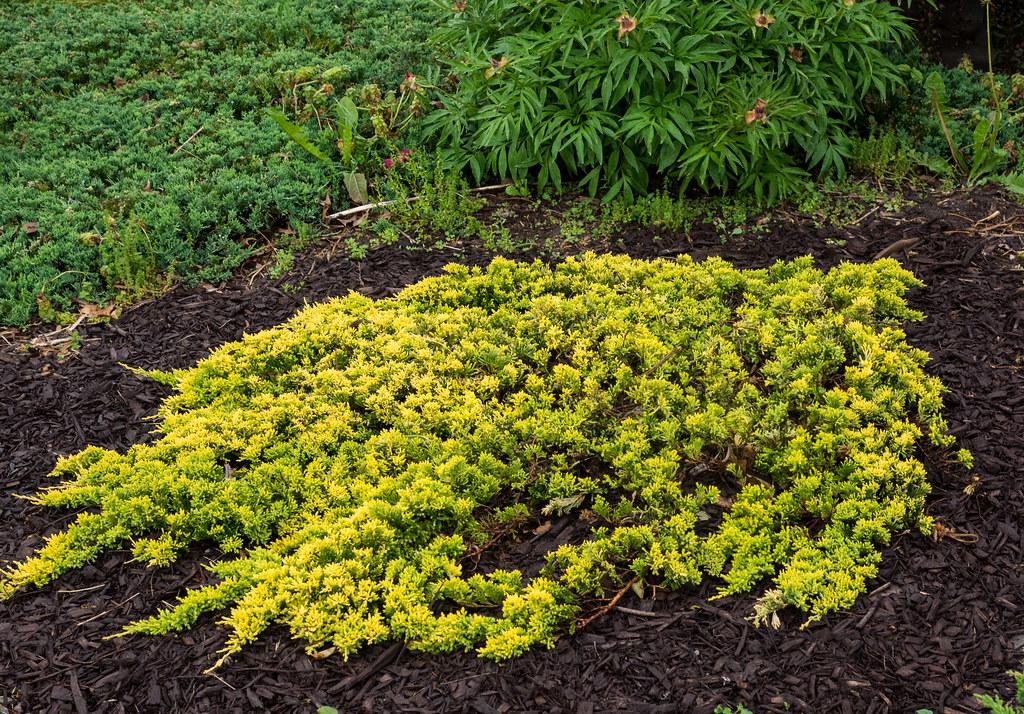 Juniperus Horizontalis 'Mother Lode' - Spreading Juniper from Scotts Garden Centre