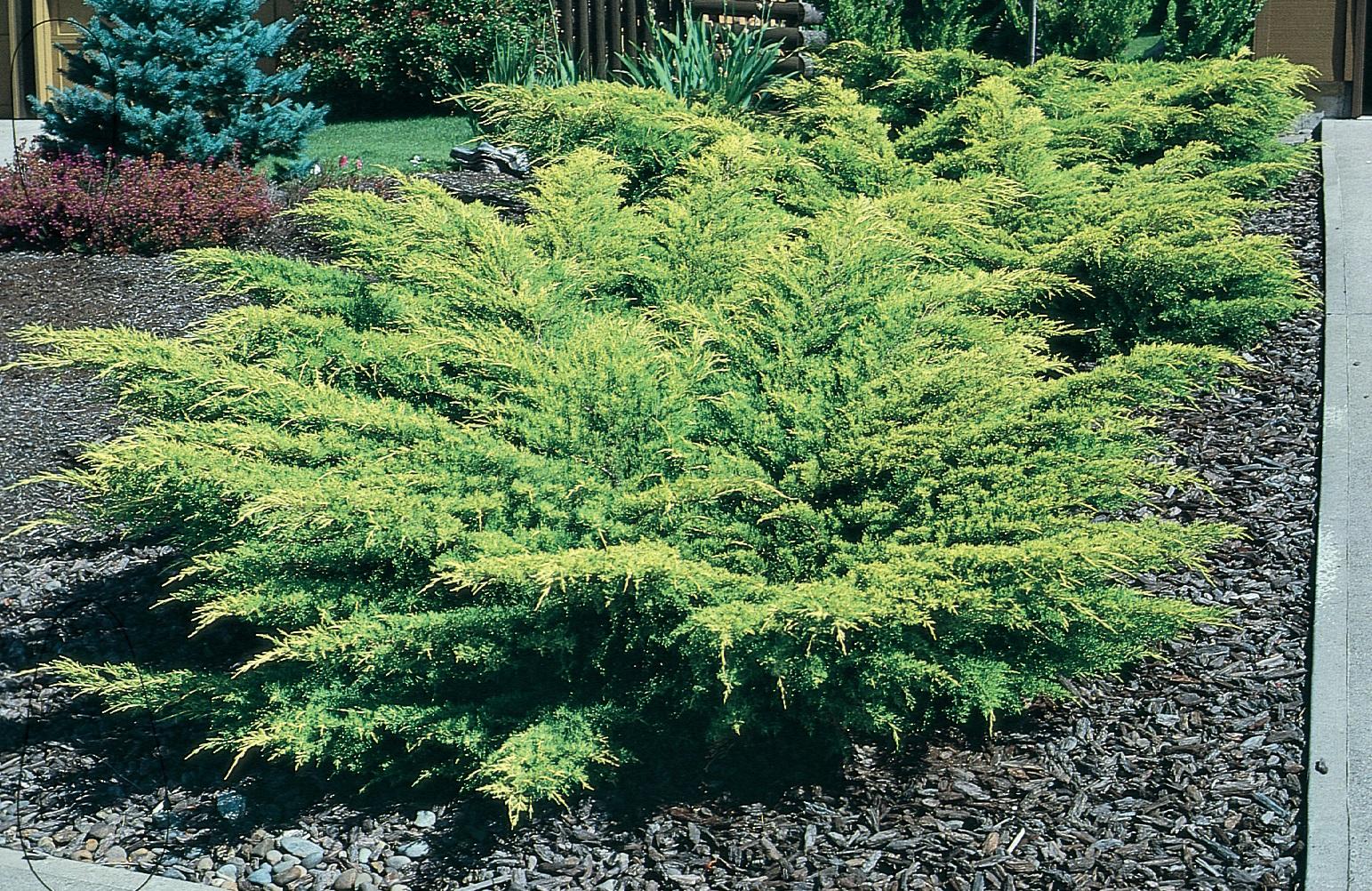 Juniperus x Pfitzeriana 'Old Gold' - Compact Juniper from Scotts Garden Centre