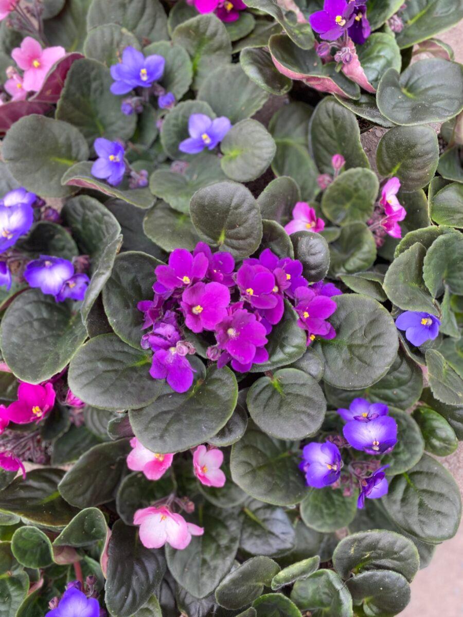 Saintpaulia Ionantha - African Violet from Scotts Garden Centre