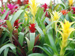 Bromeliaceae - Bromelaid from Scotts Garden Centre