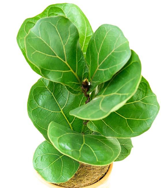 Ficus Lyrata - Fiddle Leaf Fig from Scotts Garden Centre