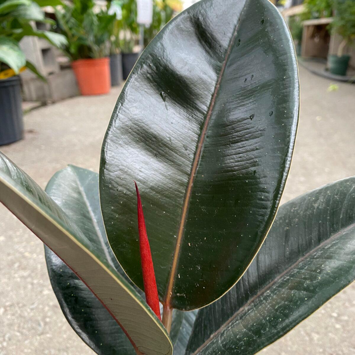 Ficus Elastica - Rubber Fig Plant from Scotts Garden Centre