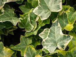 Hedera Helix - Ivy from Scotts Garden Centre