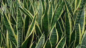 Sansevieria Trifasciata - Snake Plant from Scotts Garden Centre