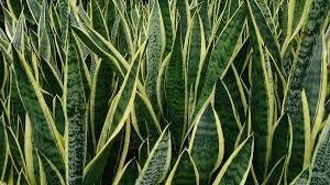 Sansevieria Trifasciata 