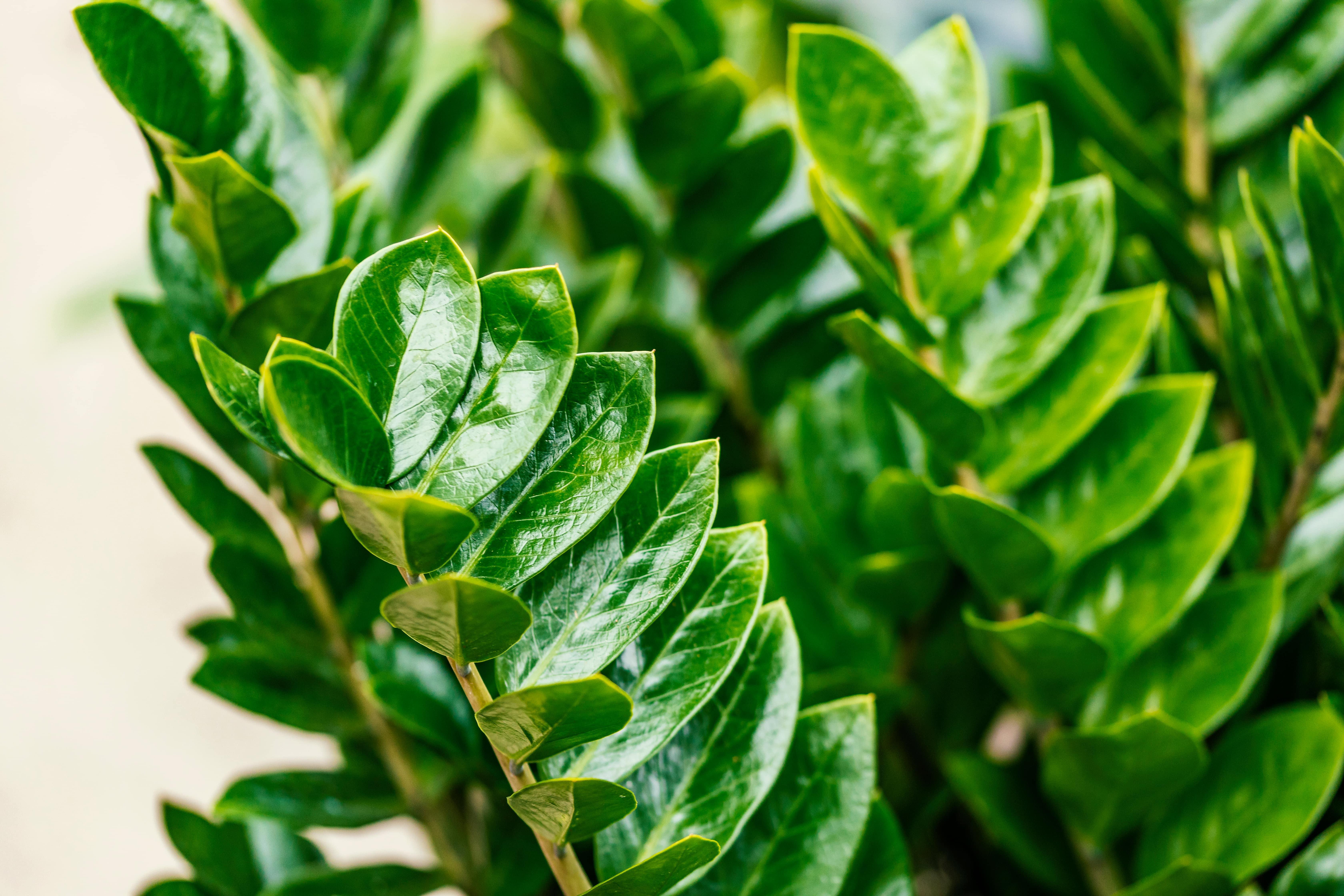 Zamioculcas Zamiifolia 