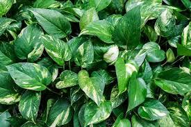 Epipremmum Aureum 'Pothos Golden' - Devil's Ivy from Scotts Garden Centre