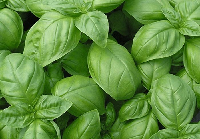 Basil Sweet - from Scotts Garden Centre