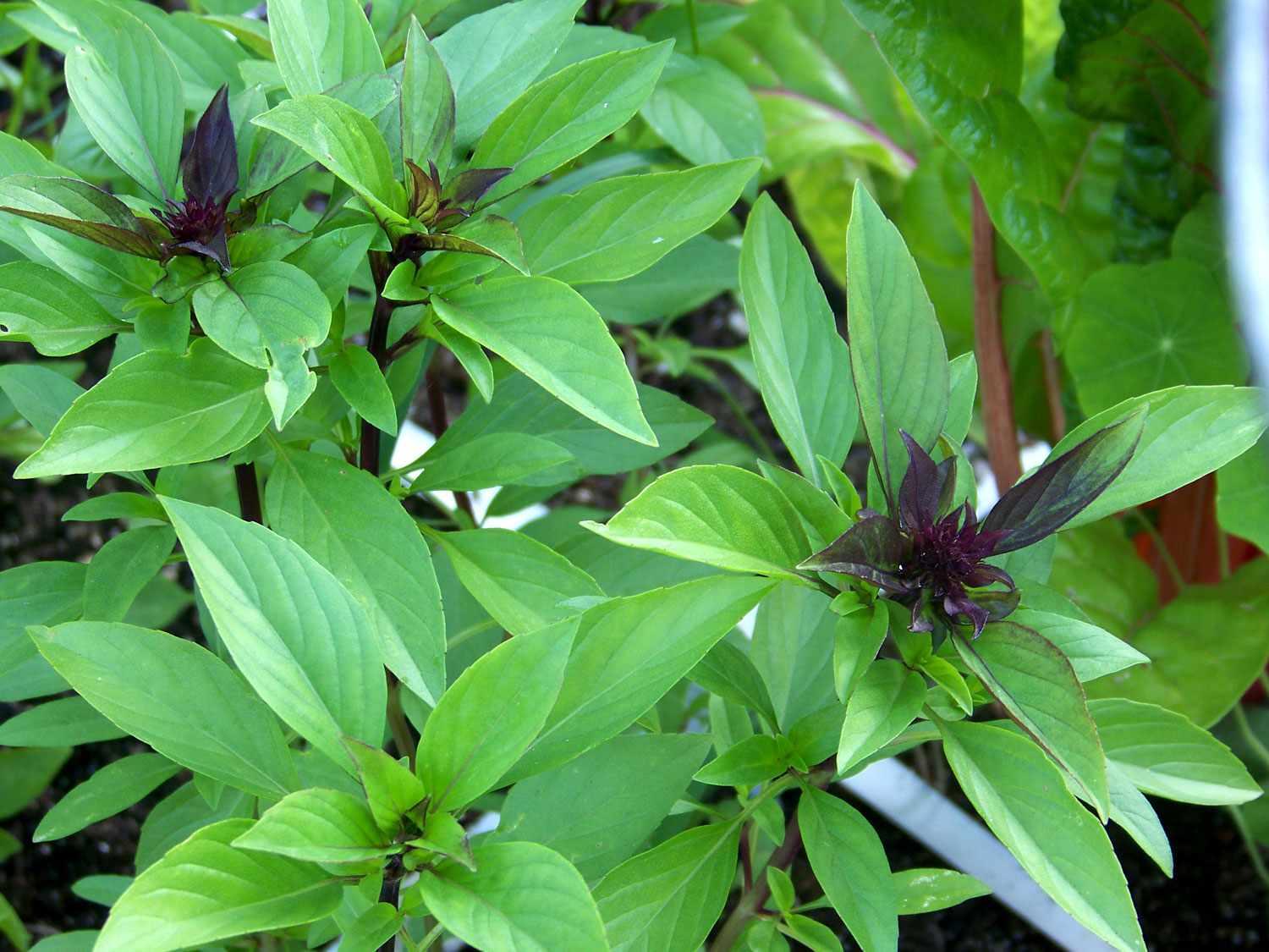 Ocimum Basilicum Var. Thyrsiflora