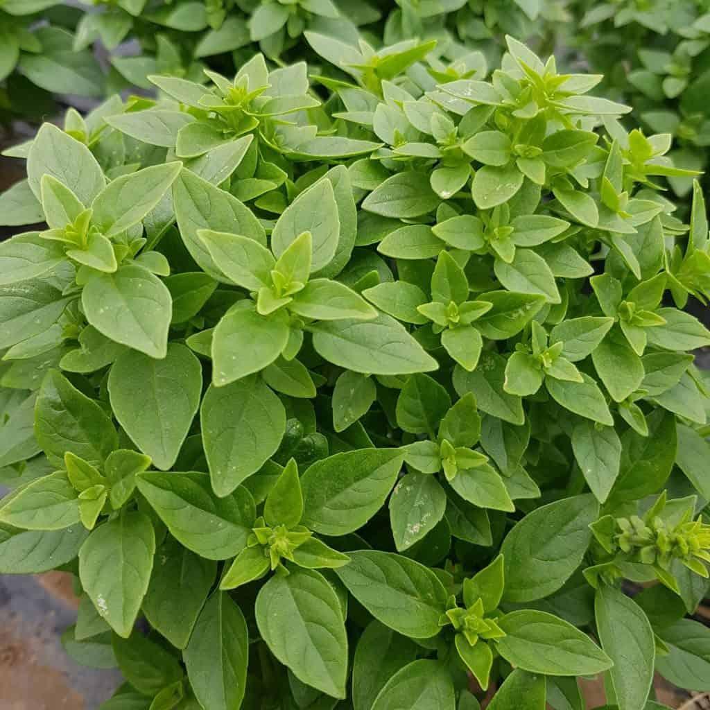 Ocimum Basilicum 'Var. Minimum' - Greek Basil from Scotts Garden Centre