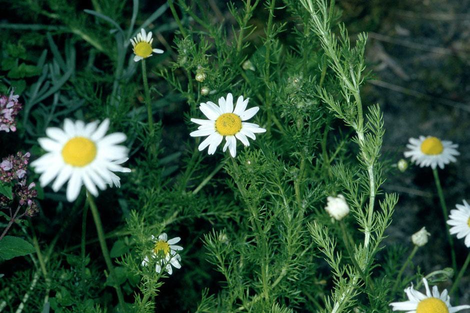 Matricaria Recutita - Chamomile from Scotts Garden Centre