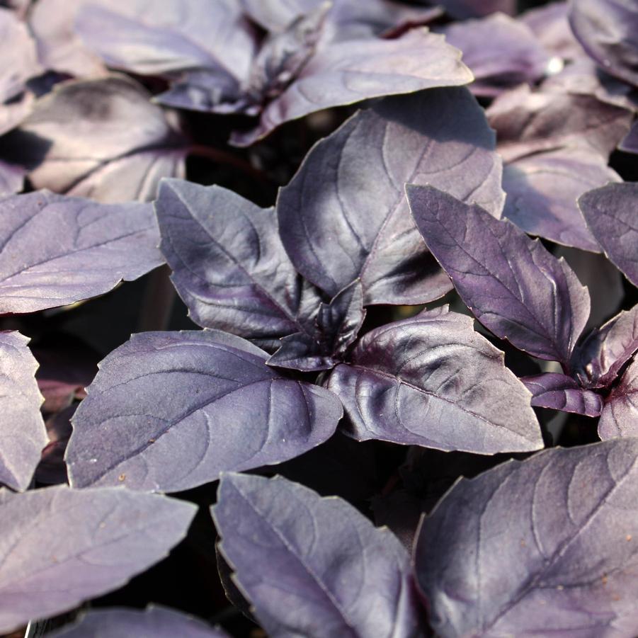 Ocimum Basilicum 'Purpurascens' - Red Basil from Scotts Garden Centre