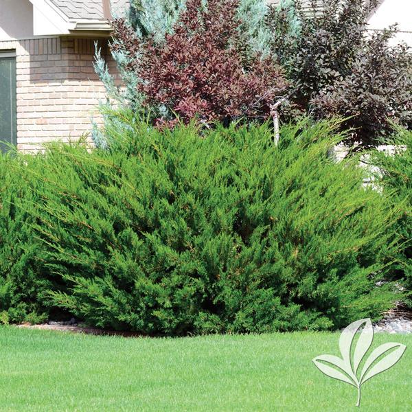 Juniperus Pfitzeriana 'Sea Green' - Compact Juniper from Scotts Garden Centre
