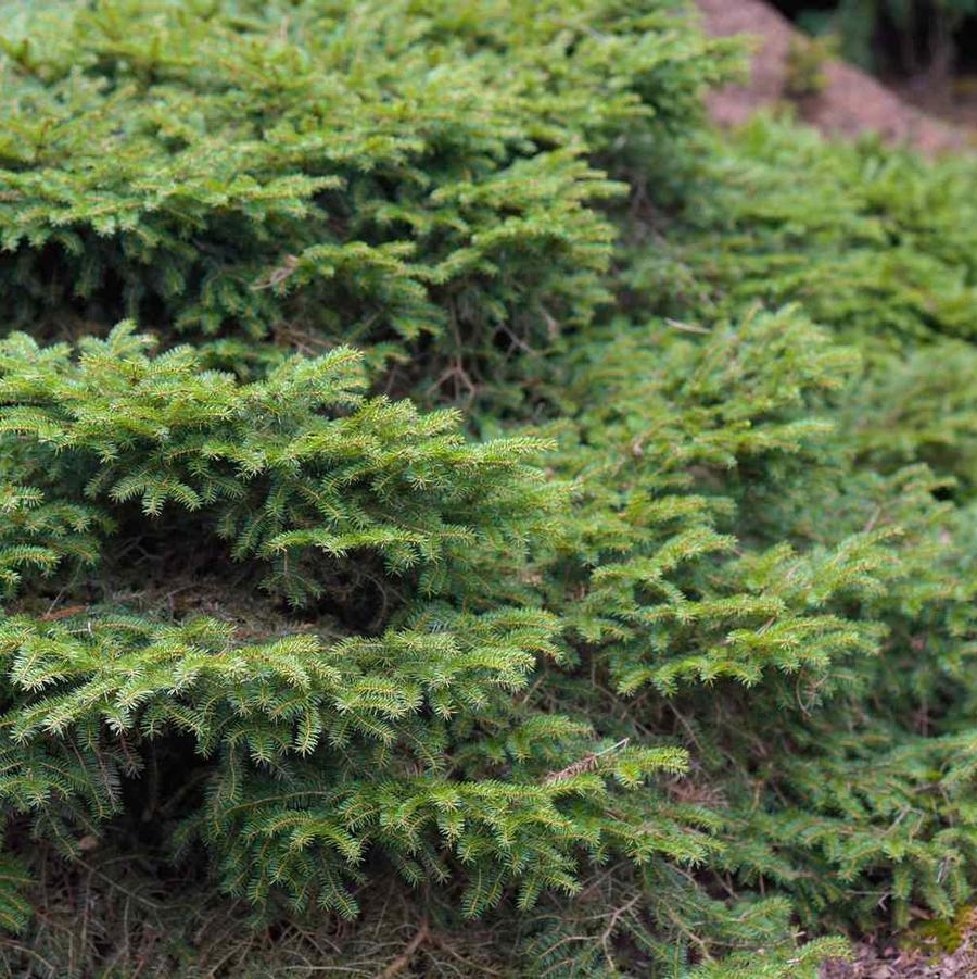 Picea Abies 'Nidiformis' - Bird's Nest Spruce from Scotts Garden Centre