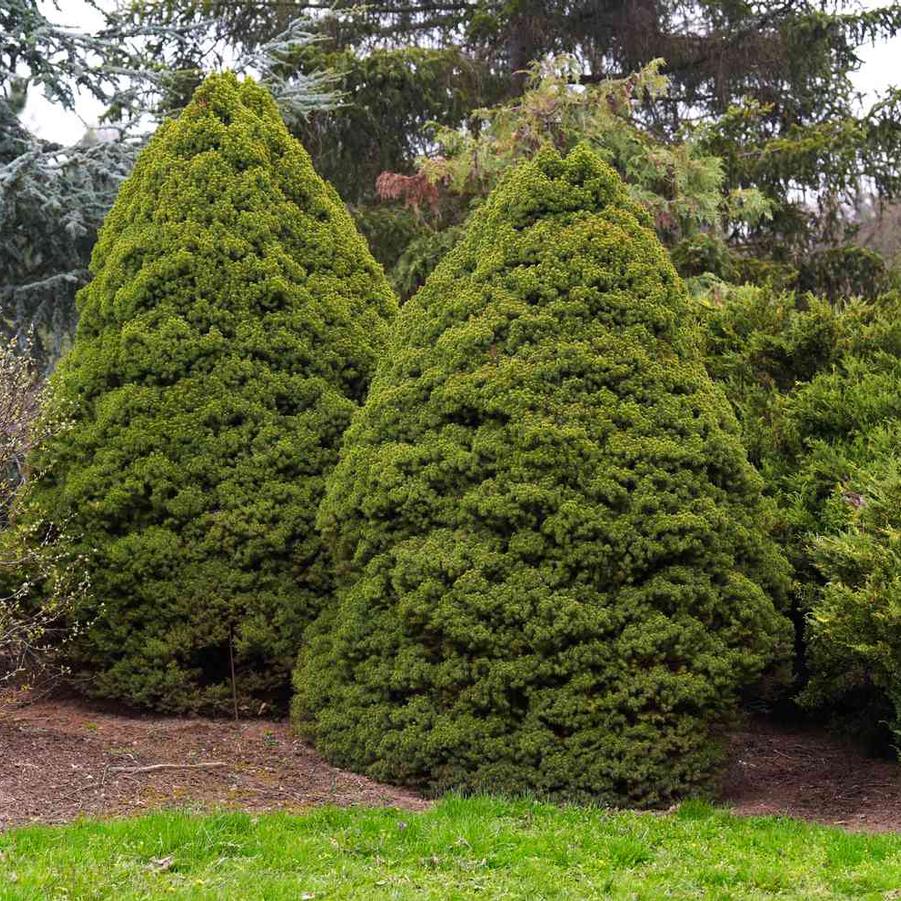 Picea Glauca 'Conica' - Dwarf Alberta Spruce from Scotts Garden Centre