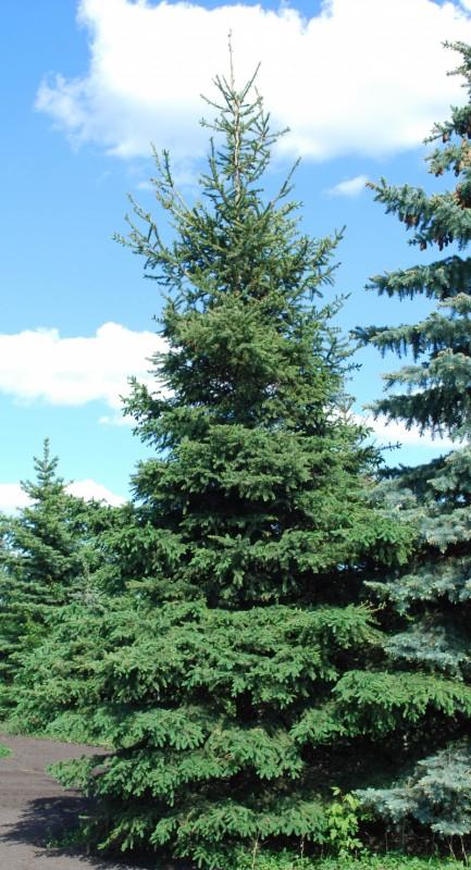 Picea Glauca - White Spruce from Scotts Garden Centre