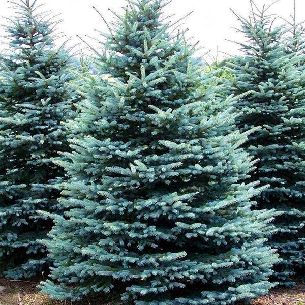 Picea Pungens - Baby Blue Spruce from Scotts Garden Centre